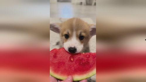 娱乐圈吃瓜小狗是谁