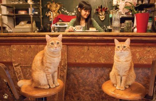 娱乐吃瓜酱男朋友不如猫,揭秘娱乐圈中的“喵星人”魅力